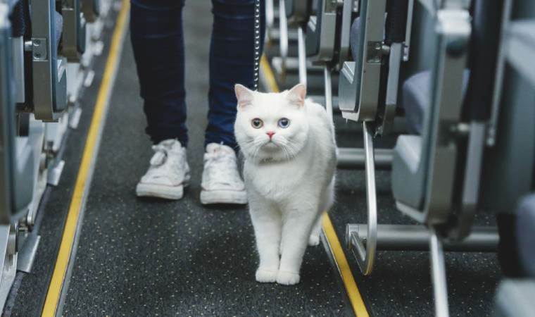 THY uçağı kedi nedeniyle pist başından geri döndü