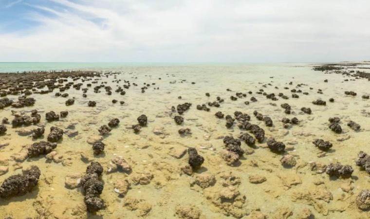 Dünyanın keşfedilmiş en eski fotosentez fosili bulundu