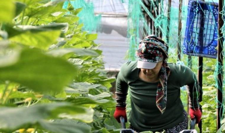 Günlük yevmiye 666 TL! Çalıştıracak elaman bulamıyorlar... "750 TL dahi verenler var"