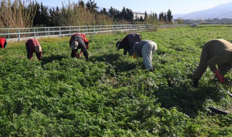 Hatay'da hasat başlıyor! İnsanlar zehirlenmesin diye işçiler günlerce mesai yapıyor...
