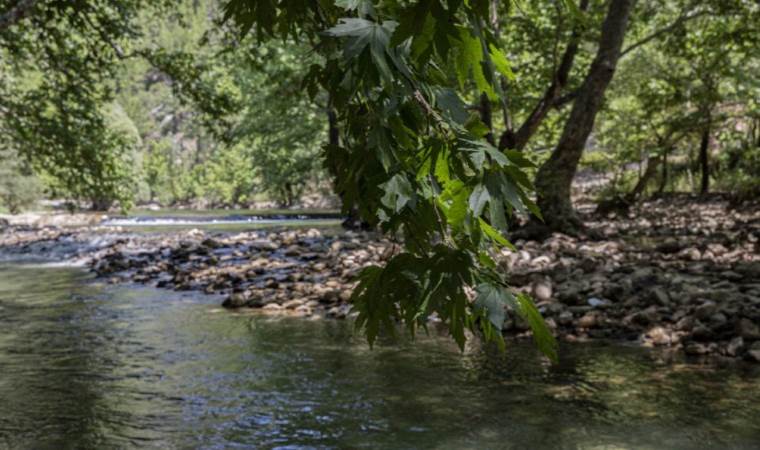 Toroslar’daki cennet: Ormana