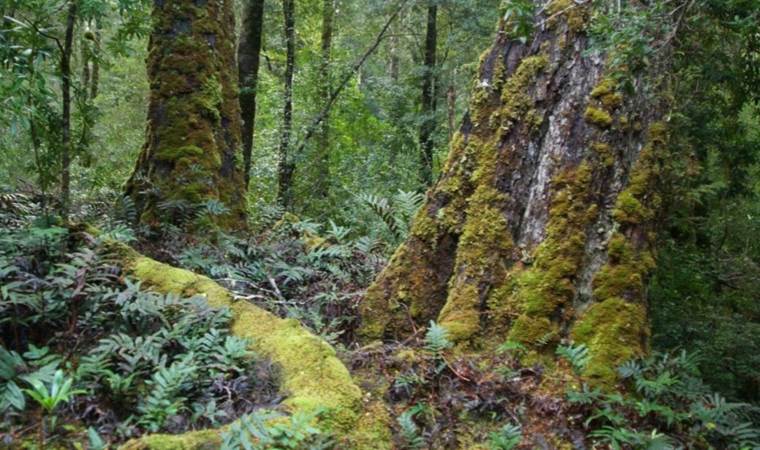'Amazon Ormanları'ndan daha yaşlı...'