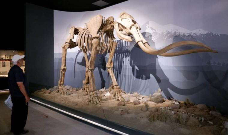 Dev mamut iskeleti görenleri hayrete düşürüyor