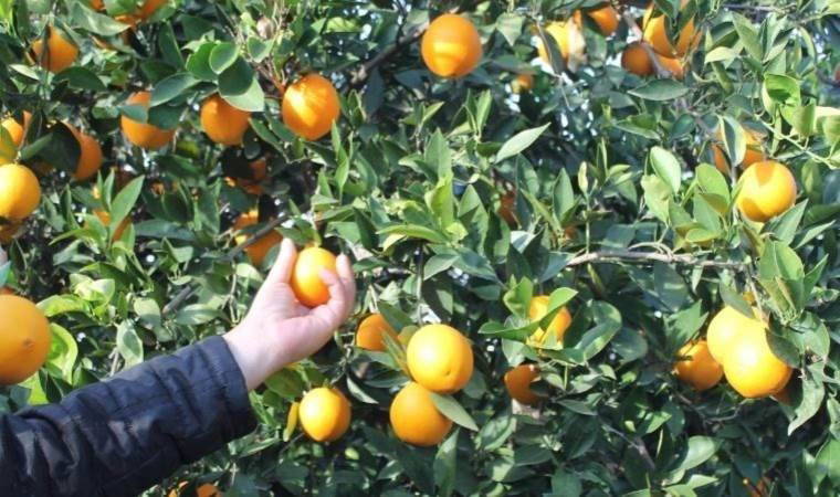 'Bütün okullara mandalina dağıtın'