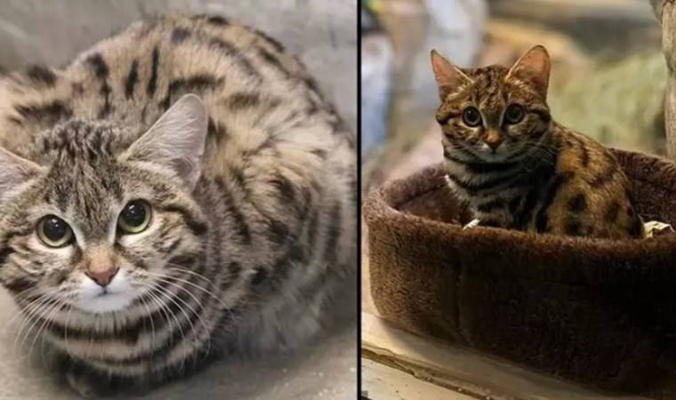 'Avda başarı oranı: Yüzde 60...'