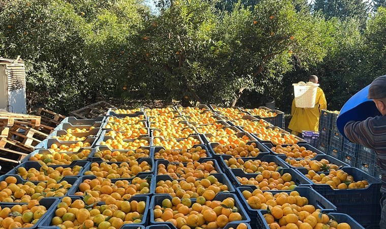 Fiyat farkı dudak uçuklattı: Bodrum mandalinası bahçede 5, İstanbul'da 50 TL