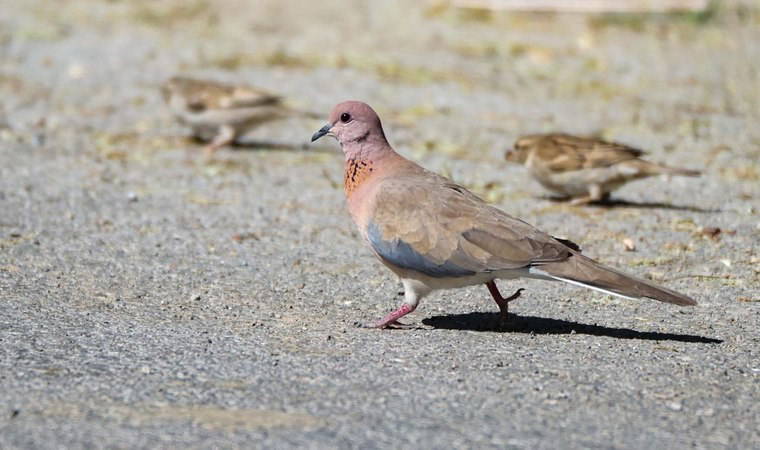 Kuşlara yem atan kadına 50 bin TL para cezası