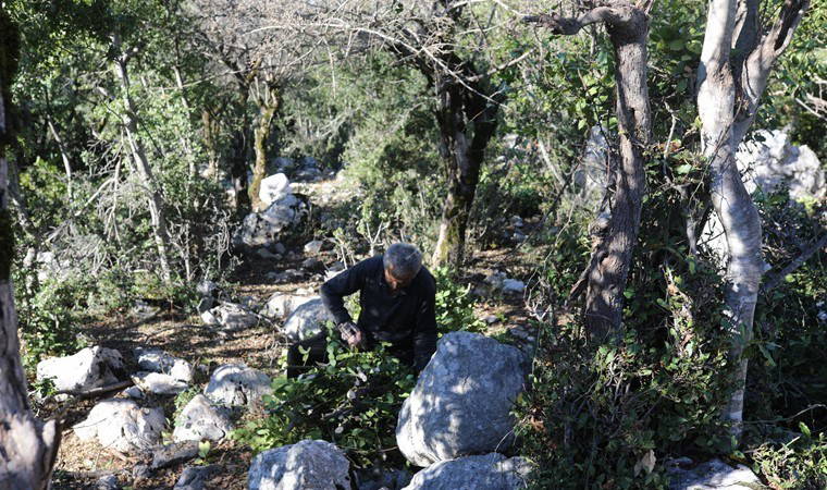 Osmaniye'de zorlu mesai başladı: İşçiler günde 1500 lira kazanıyor
