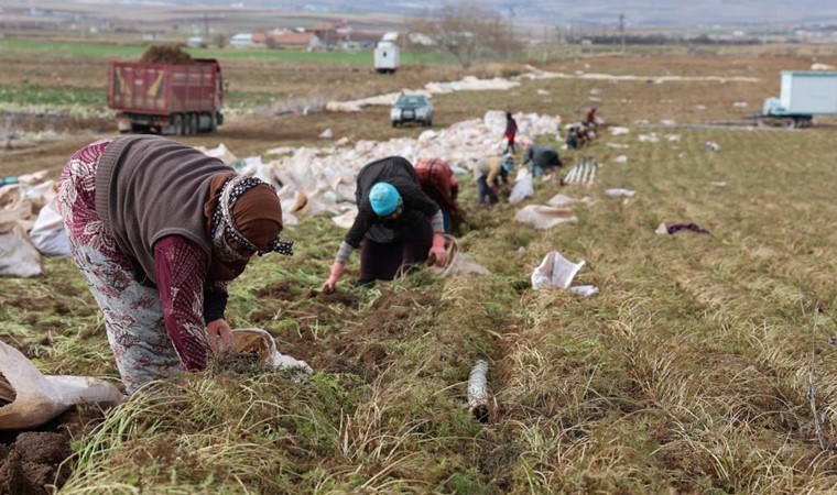 Konya Ovası'nda hasat zamanı: Rengi  ve aroması ile emsali yok! Yılda 500 bin üretim...