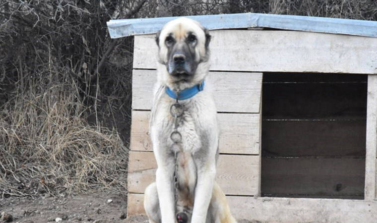 Mevsimler kaydı: 'Kangal'lar kışlıklarına bürünemedi