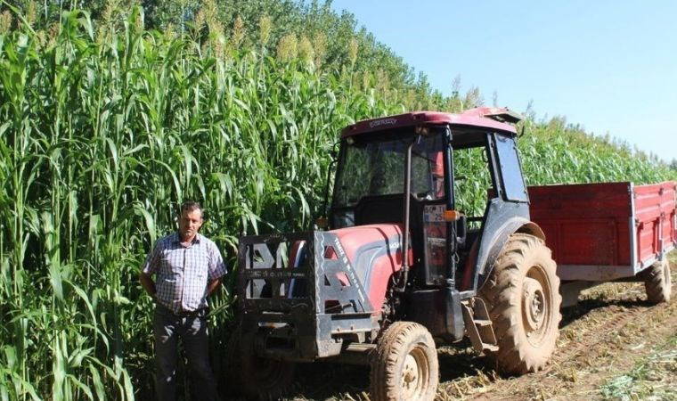 Türkiye'de ilk kez hasadı yapılacak! Sorgum sudan otu melezi ekonomiye katkı sağlayacak