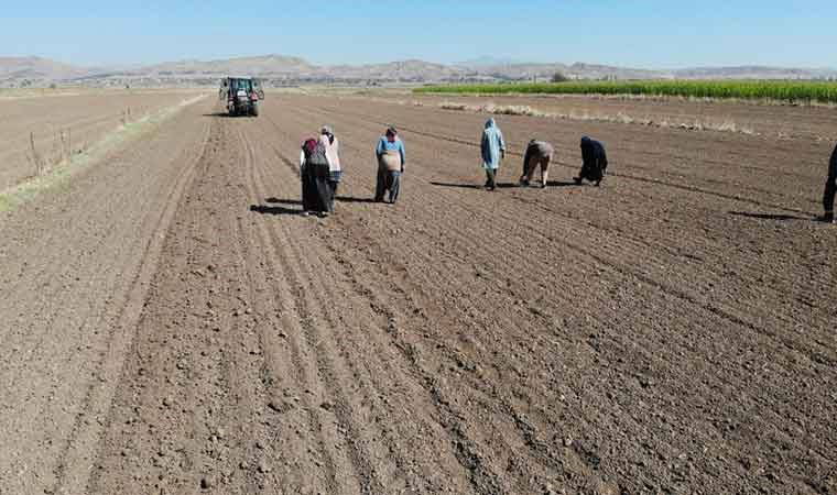 Aksaray'da dikim başladı: Doğal antibiyotik! 200 ton rekolte bekleniyor...