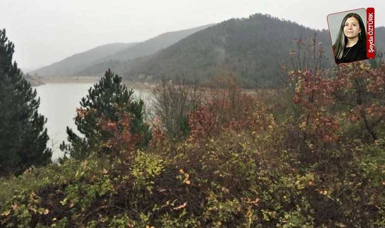 14 bin 29 ağaç yok olacak!