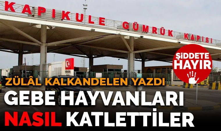 Kapıkule’de gebe hayvanları katlettiler!
