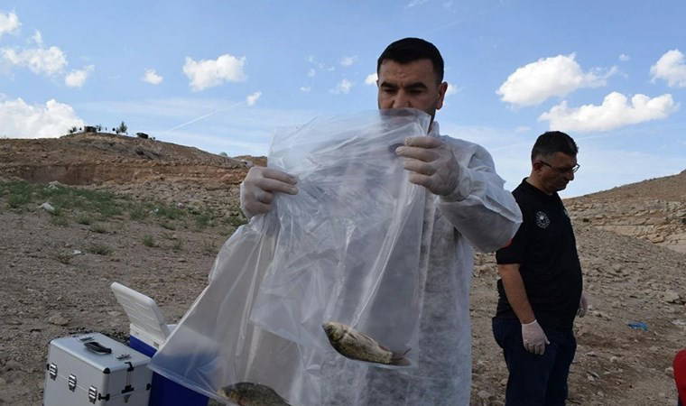 Batman baraj gölünde balık ölümleri: Yeni numuneler alındı