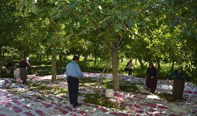 Tokat'ın coğrafi işaretli lezzeti:  Bu yıl kilosu 150 TL