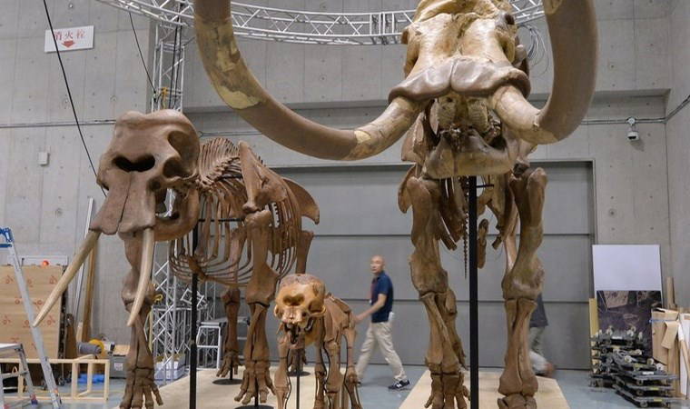 Onlarca yıl önce Himalayalar'da keşfedilmişti...