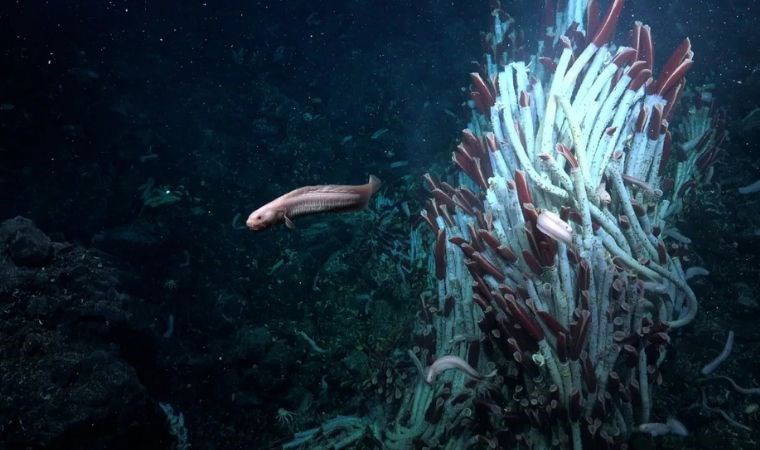 Okyanusun derinliklerinde ilginç keşif: Deniz tabanının 'Yeraltı Dünyasında' yaşam bulundu