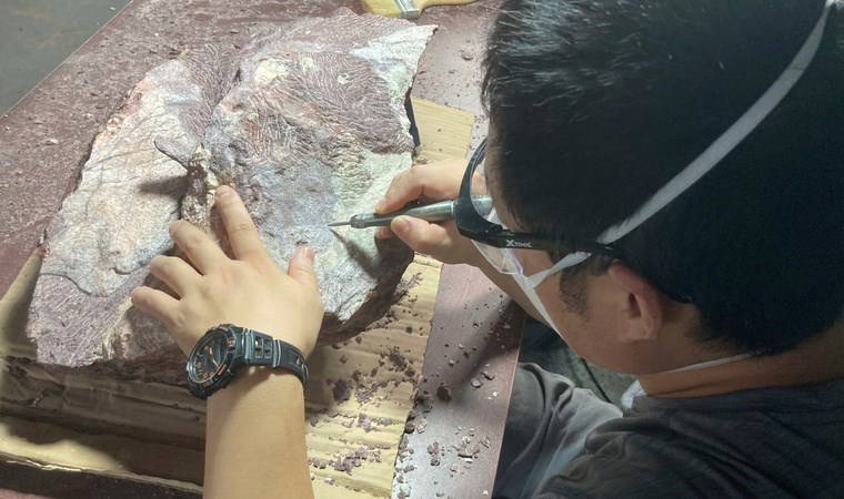 Hong Kong'da ilk kez dinozor fosilleri keşfedildi