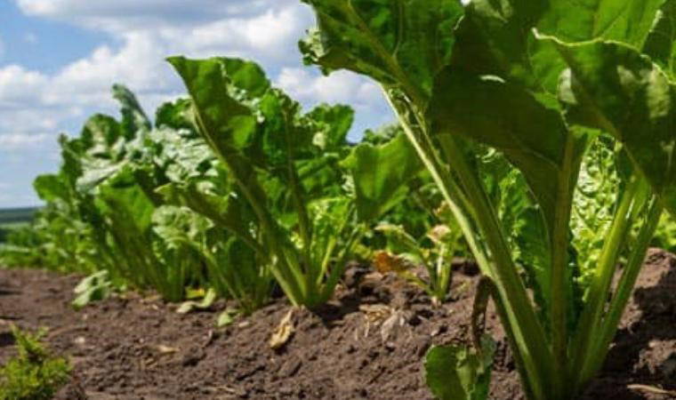 Kuraklık nedeniyle şeker pancarında rekolte düştü