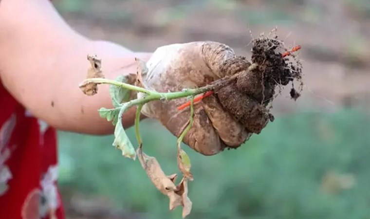 Üretici yardım bekliyor