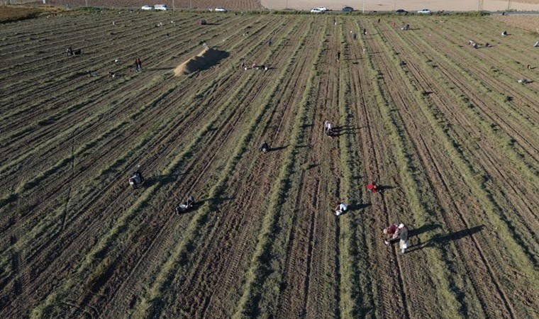 Kilosu 150 TL'den satılan mahsulü bedavaya verdi! Vatandaş tarlaya akın etti...