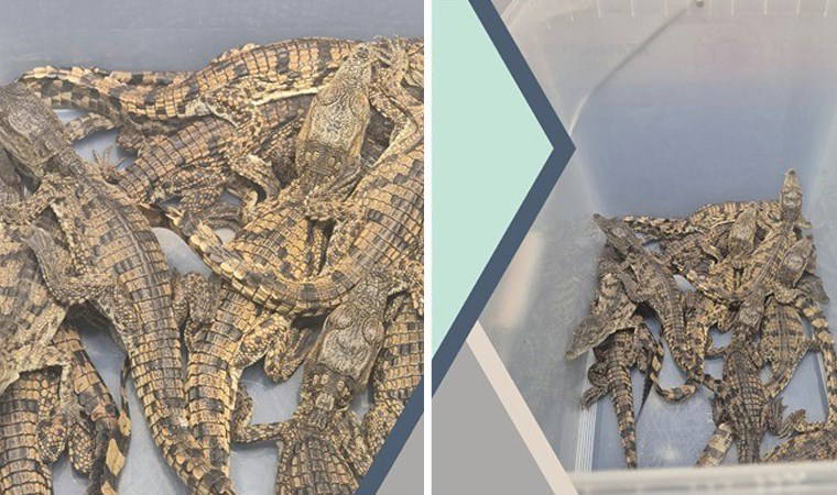 Sabiha Gökçen Havalimanı’nda yakalanmıştı: Kaçak yollarla Türkiye’ye getirilen 'timsahlara' el konuldu