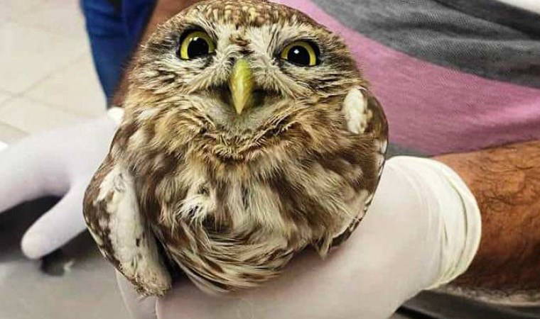 Batman'da 'puhu kuşu' yaralı halde bulundu