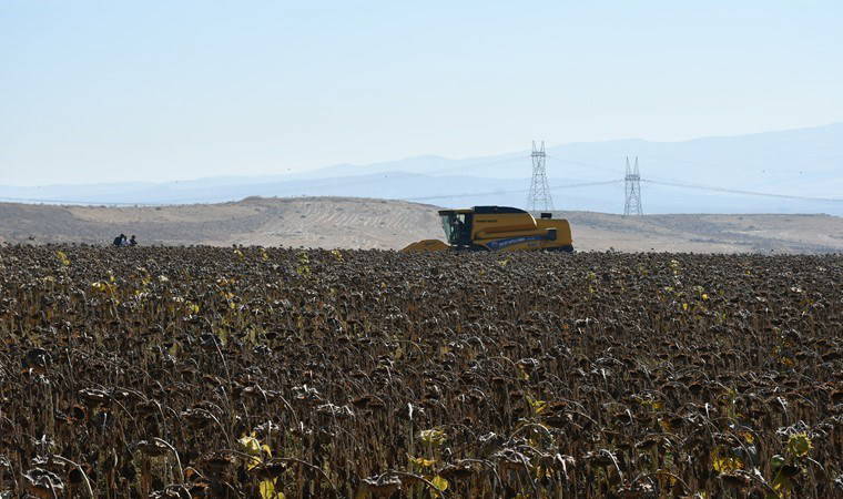 Batman'da ikinci ürün olarak yetiştiriliyor! 120 dönüm alana ekildi...