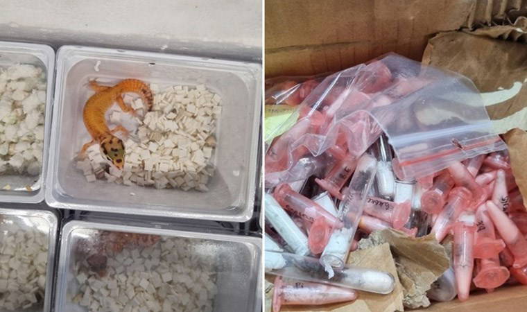 Sınırda kontrol yapılan TIR'da 100 kertenkele 243 tarantula bulundu!