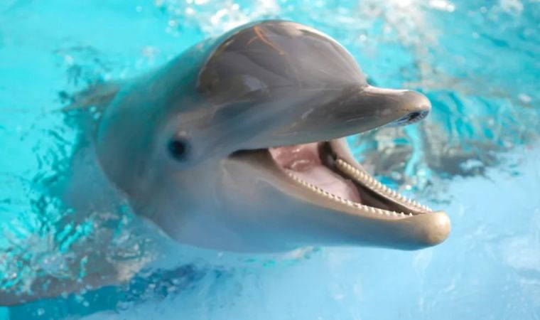 Oyun sırasında yapıyorlar...