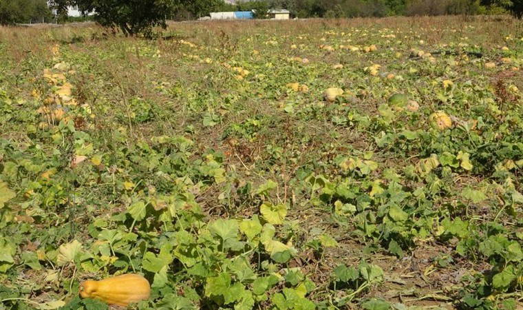 Isparta'da hasat başladı: Rekolte yarı yarıya azaldı