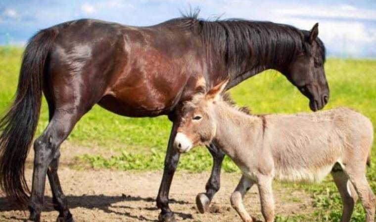 Sudan'dan ithalata vergi muafiyeti