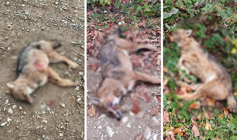 Bursa'da vahşet: 3 kurt ormanda öldürülmüş halde bulundu