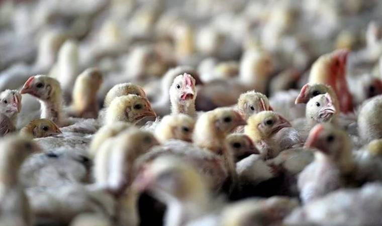 Eskişehir’de kuş gribi karantinası