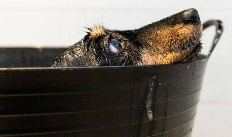 Tüyleri ıslanan köpekler neden silkelenir?
