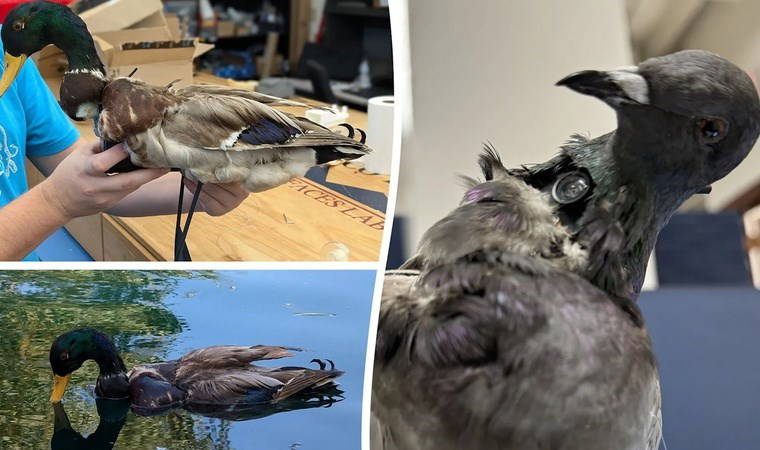 Vahşi yaşamı gözetlemek için 'doğal dron' projesi: