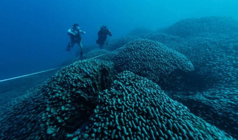 Dünya'nın en büyük mercanı bulundu
