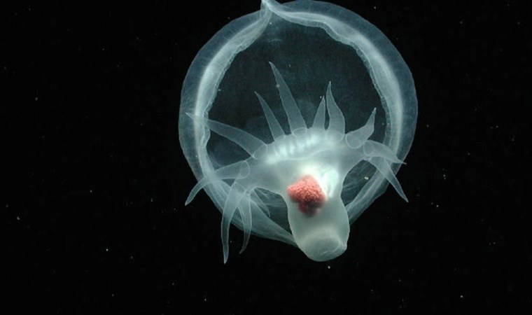 Yıllar önce okyanusun dibinde keşfedilmişti...