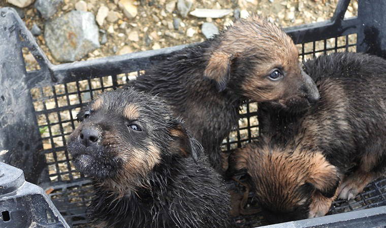 Su tahliye borusuna sıkışan yavru köpekler kurtarıldı