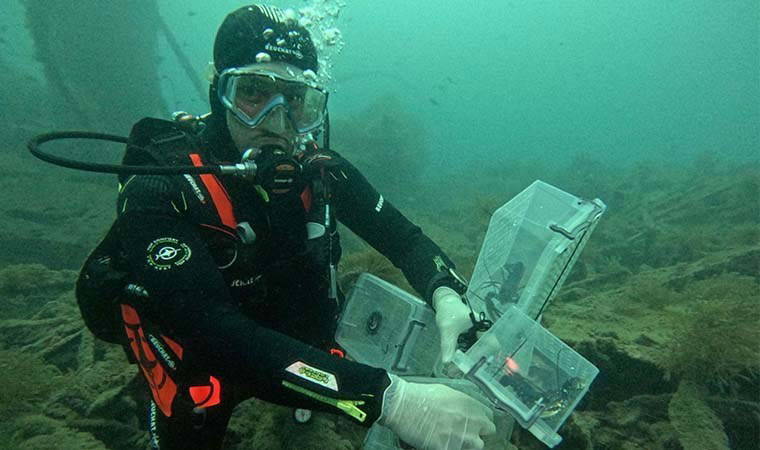 Çanakkale'de tarihi batığa 400 ıstakoz yavrusu salındı