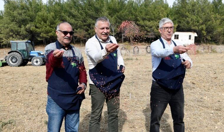 Bornova'da üreticiye destek için buğday ekimi yapıldı