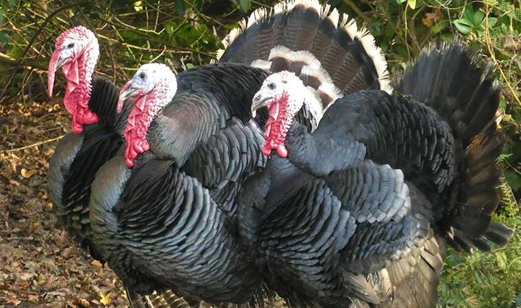 Ankara'da 'hindi çiftliği' kurma vaadiyle 50 milyon liralık vurgun!