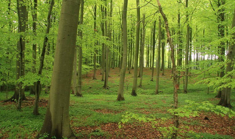 Danimarka’dan yeşil devrim: 1 milyar ağaç ve tarım arazilerinde büyük dönüşüm