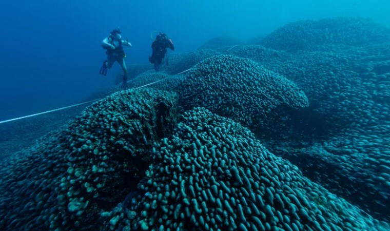 Dünyanın en büyük mercan kolonisi Pasifik Okyanusu'nda keşfedildi!