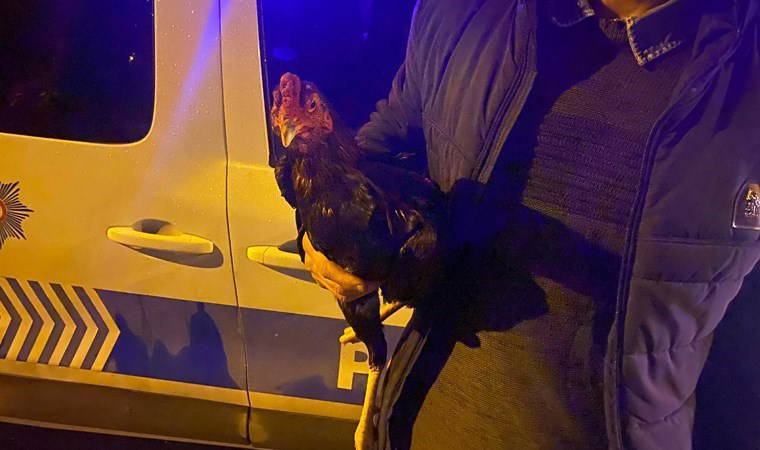 Ekipler baskın yaptı: Adıyaman'da 'horoz dövüştüren' 6 kişi gözaltına alındı