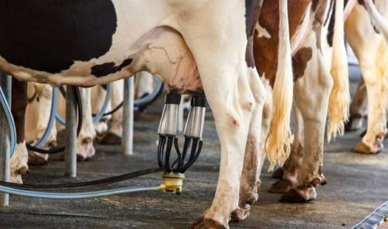 Süt üreticileri zam bekliyor... Edirne Süt Üreticileri Birliği Başkanı Suiçmez: “Bu durumun sonu hüsran olacak. İthalatla bu işler dönmez''