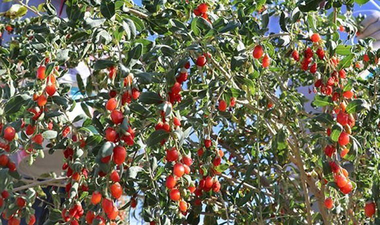 Erzincan'da 2 çiftçi tarafından yetiştirilecek! Asya'nın özel meyvesi...