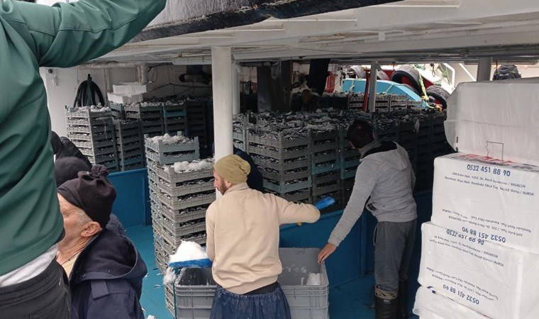 Karadeniz'den tonlarca çıktı! Hem tezgaha un fabrikalarına sevk ediliyor: Kilosu 100 lira!