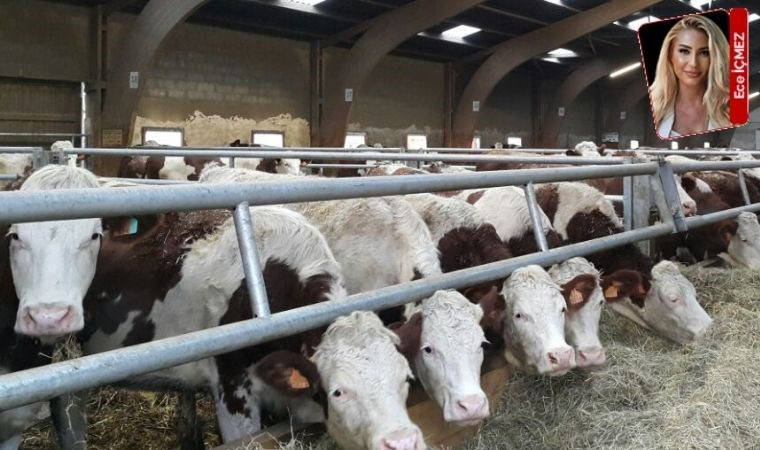 'Sektör krize girecek'